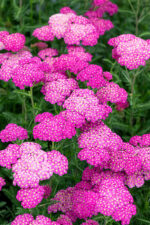 Krwawnik pospolity "Skysail Bright Pink"- Achillea millefolium Skysail Bright Pink