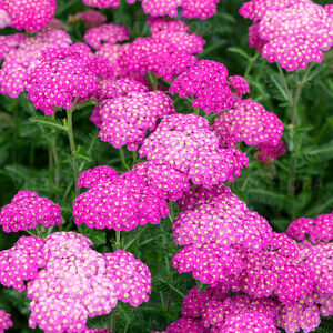 Krwawnik pospolity "Skysail Bright Pink"- Achillea millefolium Skysail Bright Pink