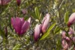 Magnolia - obrazek 2