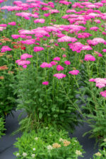 Krwawnik pospolity "Skysail Bright Pink"- Achillea millefolium Skysail Bright Pink - Image 3