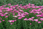 Krwawnik pospolity "Skysail Bright Pink"- Achillea millefolium Skysail Bright Pink - Image 2