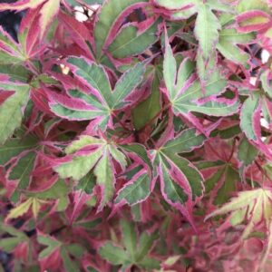 Klon palmowy „Beni-shichi-henge” - Acer palmatum Beni-shichi-henge