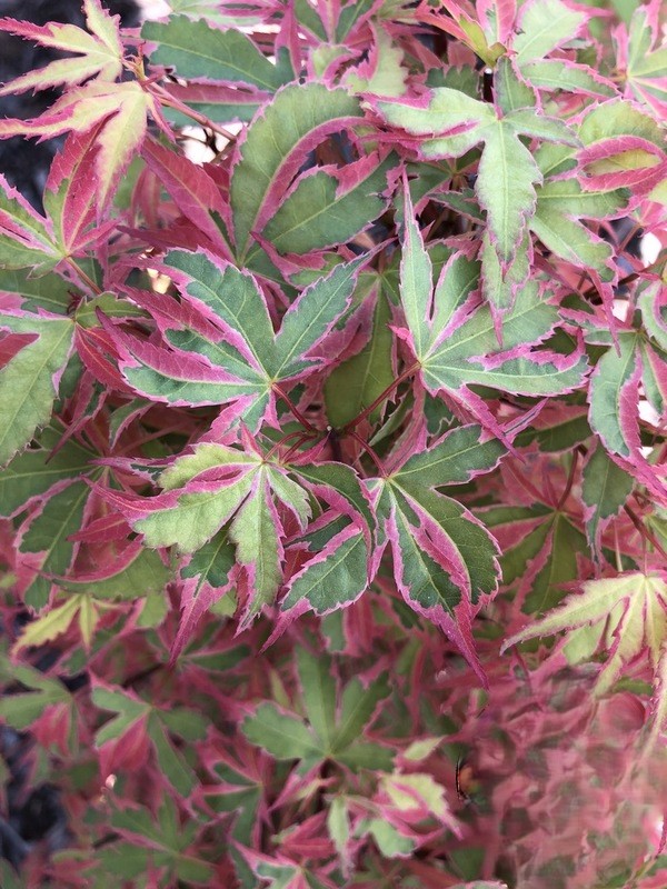Acer palm Beni-shichi-henge Klon palmowy „Beni-shichi-henge” - Acer palmatum Beni-shichi-henge - obrazek 1