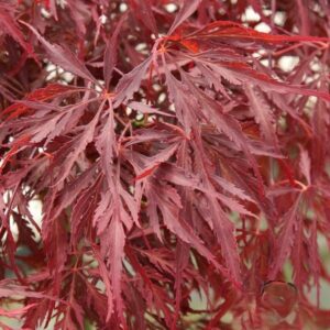 Klon palmowy „Crimson Princess” - Acer palmatum Crimson Princess