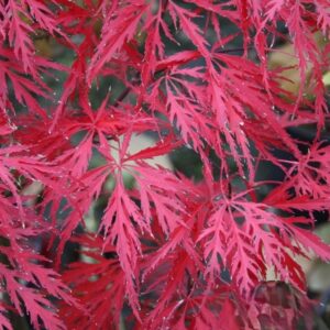 Klon palmowy „Garnet” - Acer palmatum Garnet