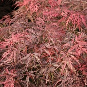 Klon palmowy „Inaba-shidare” - Acer palmatum Inaba-shidare