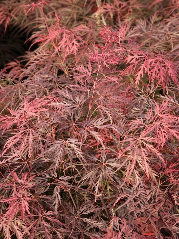 Acer palm Inaba-shidare Klon palmowy „Inaba-shidare” - Acer palmatum Inaba-shidare - obrazek 1