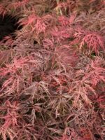 Klon palmowy „Inaba-shidare” - Acer palmatum Inaba-shidare - obrazek 2