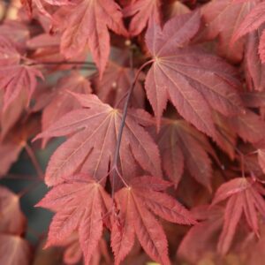 Klon palmowy „Ruslyn in the Pink” - Acer palmatum Ruslyn in the Pink