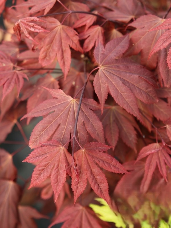 Acer palm Ruslyn in the Pink Klon palmowy „Ruslyn in the Pink” - Acer palmatum Ruslyn in the Pink - obrazek 1