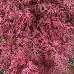 Klon palmowy „Shirazz” - Acer palmatum Shirazz