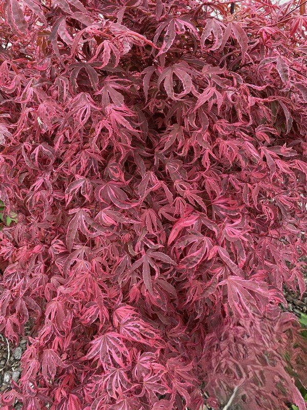 Acer palm Shirazz Klon palmowy „Shirazz” - Acer palmatum Shirazz - obrazek 1