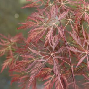 Klon palmowy „Sumi-shidare” - Acer palmatum Sumi-shidare
