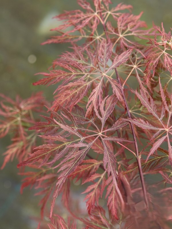 Acer palm Sumishidare Klon palmowy „Sumi-shidare” - Acer palmatum Sumi-shidare - obrazek 1