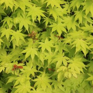 Klon palmowy „Summer Gold” - Acer palmatum Summer Gold