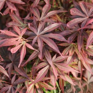 Klon palmowy ‘Alpine Surprise” - Acer palmatum Alpine Surprise