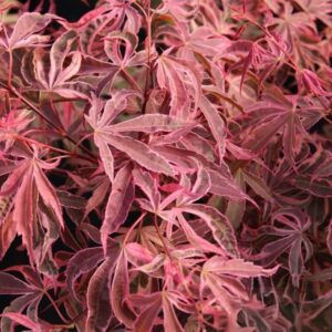 Klon palmowy „Geisha Gone Wild” - Acer palmatum Geisha Gone Wild