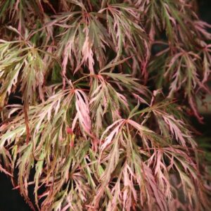 Klon palmowy „Hana Matoi” - Acer palmatum Hana Matoi
