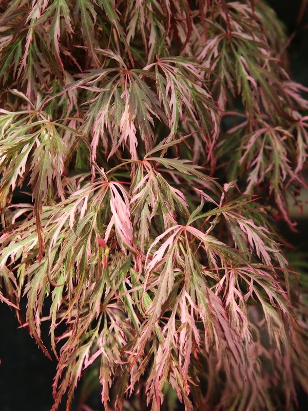 Acer palm. Hana Matoi Klon palmowy „Hana Matoi” - Acer palmatum Hana Matoi - obrazek 1