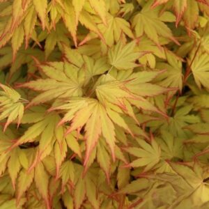 Klon palmowy „Katsura” - Acer palmatum Katsura
