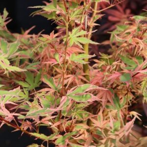 Klon palmowy „Ori-zuru” - Acer palmatum Ori-zuru