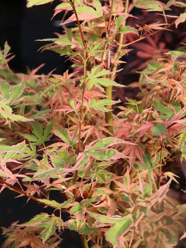 Acer palm. Ori zuru Klon palmowy „Ori-zuru” - Acer palmatum Ori-zuru - obrazek 1