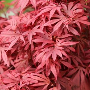Klon palmowy „Shaina” - Acer palmatum Shaina