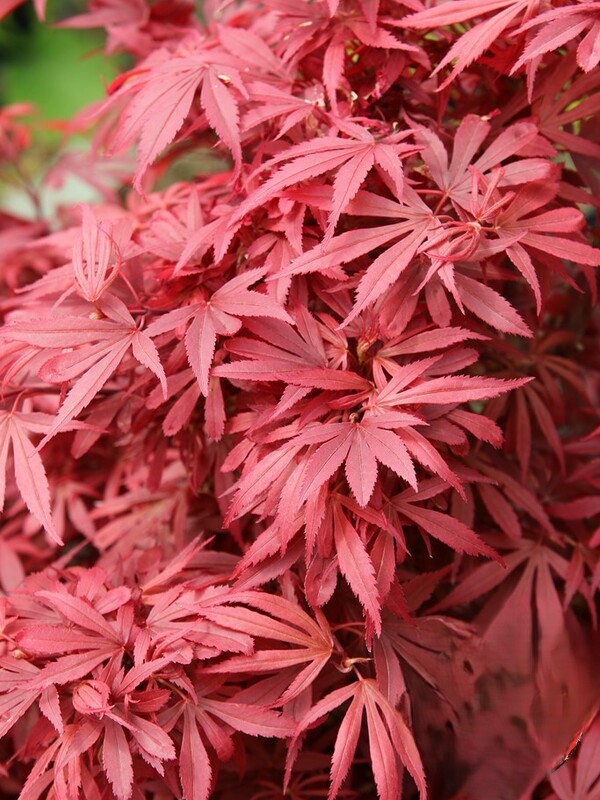 Acer palm. Shaina Klon palmowy „Shaina” - Acer palmatum Shaina - Image 1