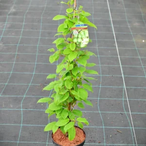 Aktinida ostrolistna „Issai” - Actinidia arguta Issai