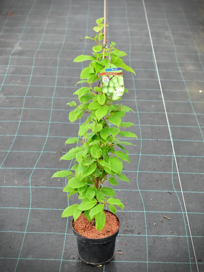 Actinidia_arguta_Issai_C2_1_B2B Aktinida ostrolistna „Issai” - Actinidia arguta Issai - obrazek 1