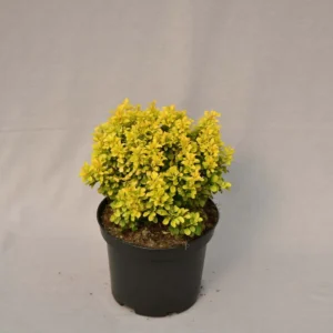Berberys Thunberga „Goldalita” - Berberis thunbergii Goldalita