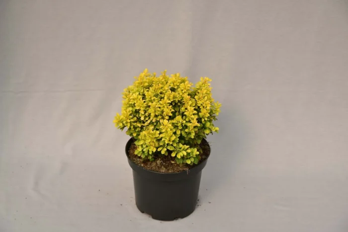 Berberys Thunberga „Goldalita” - Berberis thunbergii Goldalita - obrazek 1