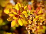 Berberys Thunberga „Diabolicum” - Berberis thunbergii Diabolicum