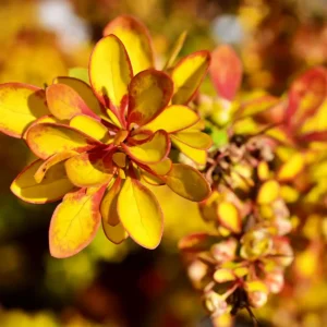 Berberys Thunberga „Diabolicum” - Berberis thunbergii Diabolicum