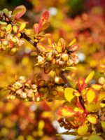 Berberys Thunberga „Diabolicum” - Berberis thunbergii Diabolicum - Image 2
