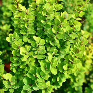 Berberys Thunberga „Erecta” - Berberis thunbergii Erecta