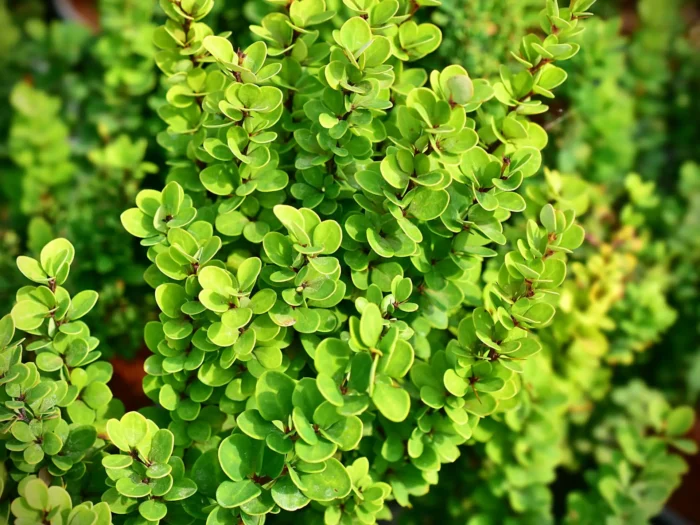 Berberis_thunbergii_Erecta_1_B2B Berberys Thunberga „Erecta” - Berberis thunbergii Erecta - Image 1