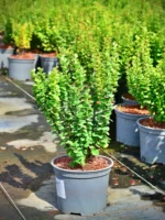 Berberys Thunberga „Erecta” - Berberis thunbergii Erecta - Image 2