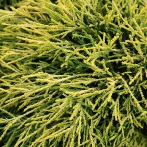 Cyprysik groszkowy „Sunset” - Chamaecyparis pisifera Sunset