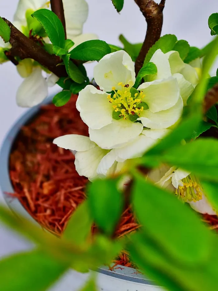 Pigwowiec okazały „Nivalis” - Chaenomeles speciosa Nivalis - obrazek 3