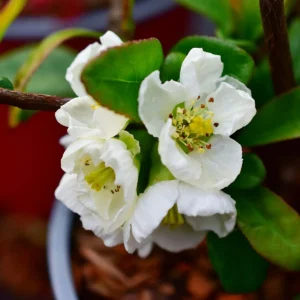 Pigwowiec okazały „Nivalis” - Chaenomeles speciosa Nivalis