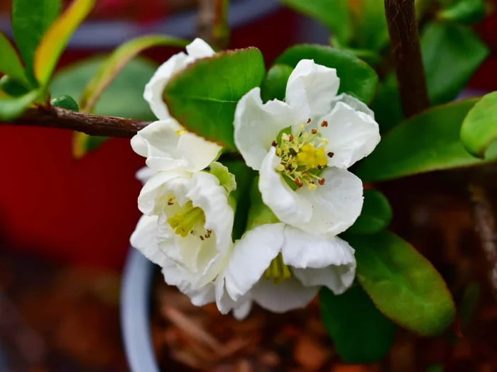 Pigwowiec okazały „Nivalis” - Chaenomeles speciosa Nivalis - obrazek 1