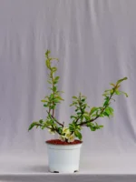 Pigwowiec okazały „Nivalis” - Chaenomeles speciosa Nivalis - obrazek 4