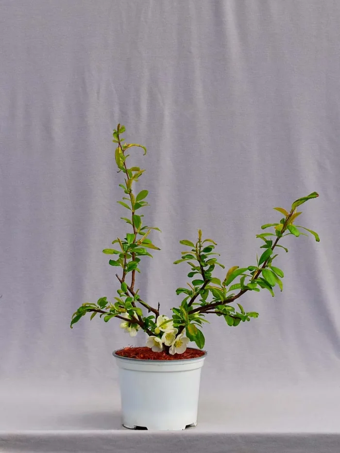 Pigwowiec okazały „Nivalis” - Chaenomeles speciosa Nivalis - obrazek 4