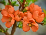 Pigwowiec „Orange Trail” - Chaenomeles superba Orange Trail