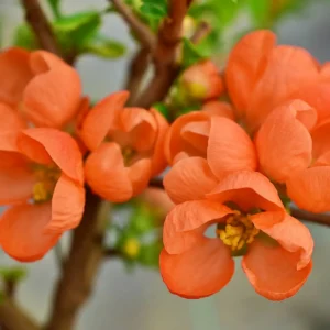 Pigwowiec „Orange Trail” - Chaenomeles superba Orange Trail