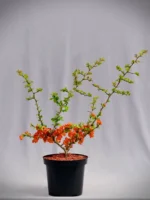 Pigwowiec „Orange Trail” - Chaenomeles superba Orange Trail - obrazek 2