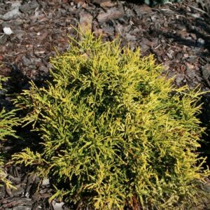 Cyprysik groszkowy „Golden Mop” - Chamaecyparis pisifera Golden Mop