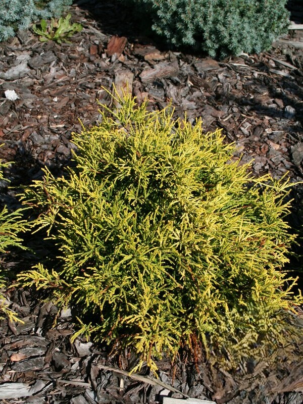Cham. pis. Golden Mop Cyprysik groszkowy „Golden Mop” - Chamaecyparis pisifera Golden Mop - Image 1