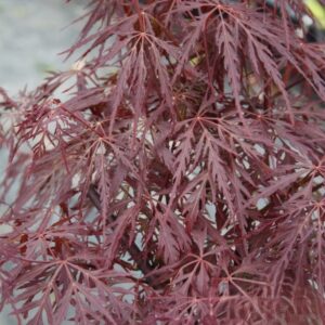 Klon palmowy „Firecracker” - Acer palmatum Firecracker